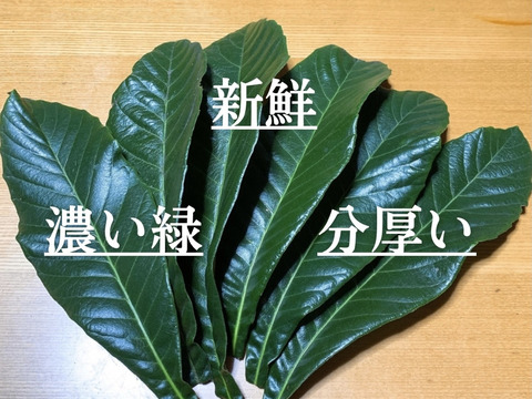 『熊本県産』 枇杷の葉 びわの葉 20枚以上 (中~特大) 採れたて！農薬不使用！