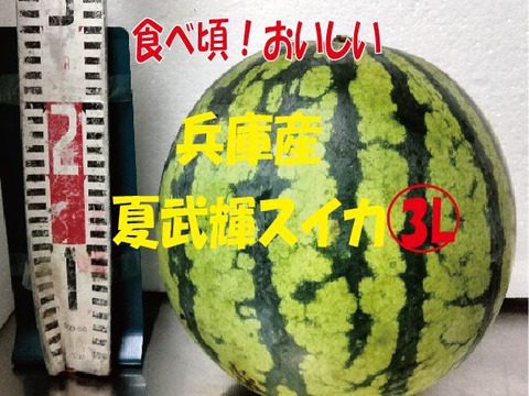 兵庫産夏武輝 大玉 3L スイカ1玉 ご家庭用⑤：兵庫県産のその他