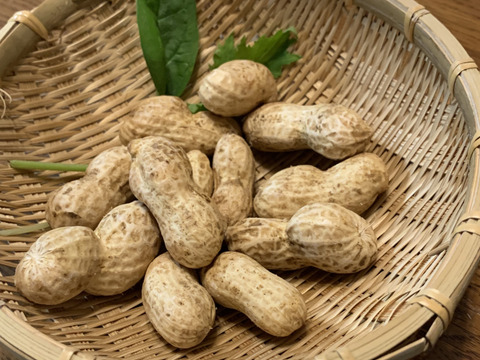 【おおまさりネオ】千葉県産　生落花生！極大粒で3Kg　新豆2025年収穫
