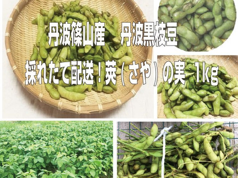 【最短出荷】丹波篠山産 丹波黒枝豆　新鮮・採れたて配送！　莢（さや）の実　1ｋｇ