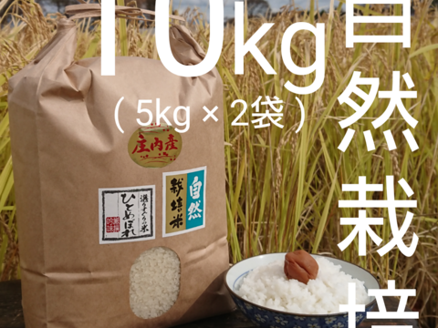 【 無洗米・10kg 】米の旨味たっぷり 自然栽培米 ひとめぼれ