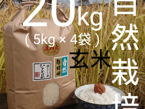 【 玄米・20kg 】米の旨味たっぷり 自然栽培米 ひとめぼれ