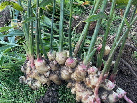 【農薬・化学肥料不使用】皮ごと使える　「熟成・土付き生姜」500g