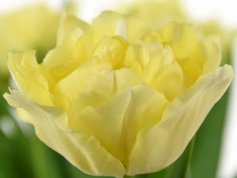 【限定10名】2月20日（金）～24（火）発送　 チューリップ切花　八重咲きミックス20本　4種×5本　見つけた人、超ラッキー!!!　※北海道・沖縄県配送不可※