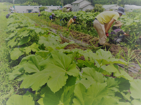 【有機JAS】旬の野菜セット 5-6品目（80サイズ）