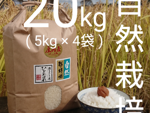 【5ぶつき精米・20kg】米の旨味たっぷり 自然栽培米 ひとめぼれ