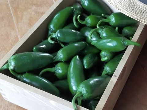 【期間数量限定！】ピクルスやサルサソースで大人気！ピリ辛青唐辛子ハラペーニョ1kg