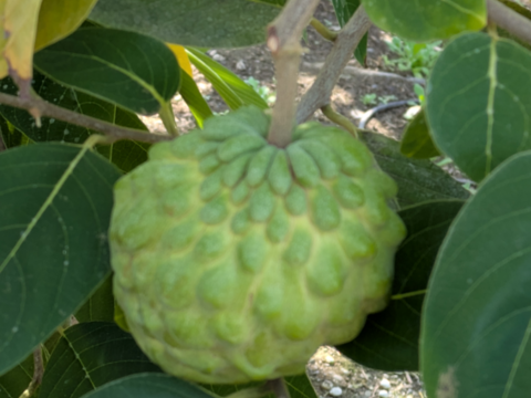 訳あり！？甘くて体に嬉しい！熊本県産アテモヤ（約１ｋｇ）