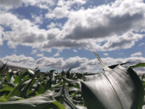 白色とうもろこし　１４本（330〜380g）