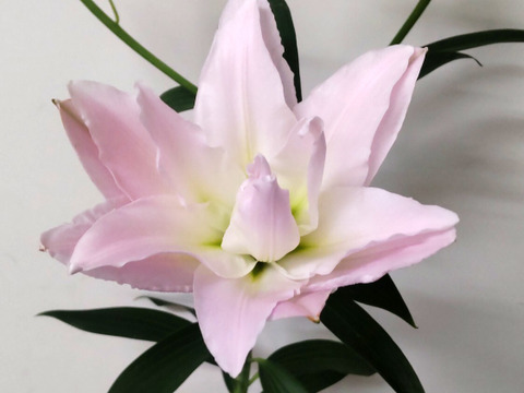 ■アミスタッド5本束■小ぶりで優しいピンクの子です♥⚠八重ユリさんですが花粉が戻る可能性があります<(_ _)>♥2日かかる地域の方は商品説明を要チェック♥