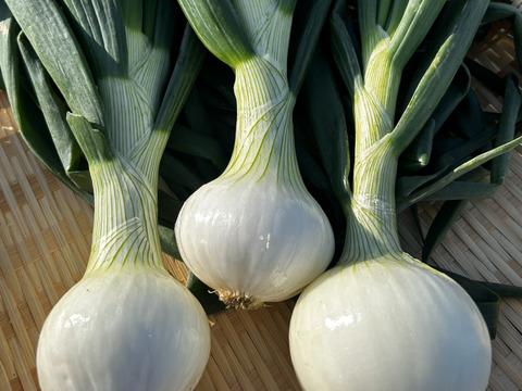 フルーツみたいな玉ねぎ