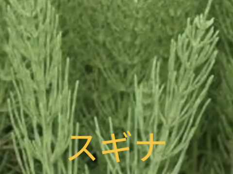 春先の柔らかなおまかせ野草セット🌿カラスノエンドウ、スギナ、ヨモギ、ハコベ、オオバコ、オオイヌフグリ、コツブツメクサ、カタバミ、その他 ※タイミングによって変化します※不用な野草はご連絡ください