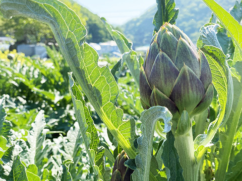 【期間限定】希少な国産アーティチョーク（30～42個、約6〜6.2kg）農薬・化学肥料不使用