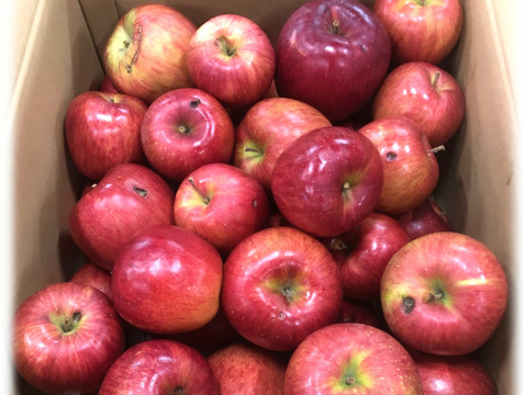 【規格外】ドッドーン🤩と大盛りシナノスイート【特売品 約10Kg】青森県産