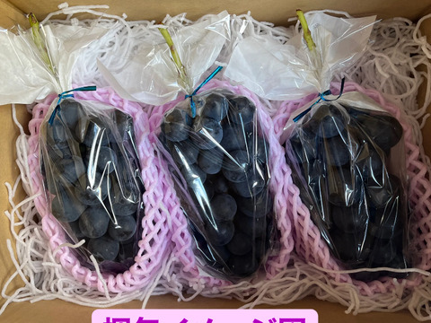 甘くてコクのあるナガノパープル 2〜3房 長野県産 皮ごと食べれる 種無しぶどう #ネオニコフリー