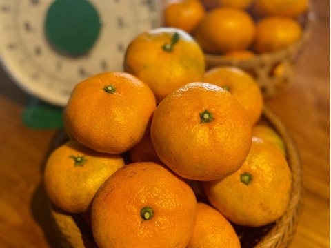 【農薬不使用の自然栽培】みかん5kg（箱込み)