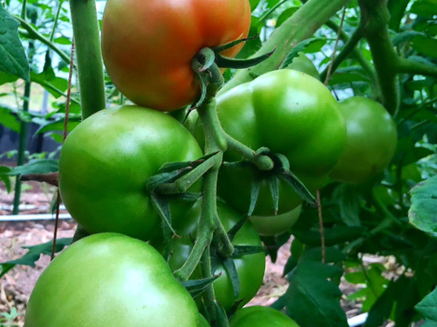 《飲食店様向き》温泉成分の地下水で栽培! 昔懐かしい味わいの 「鹿野高原トマト」(3kg・バラ)