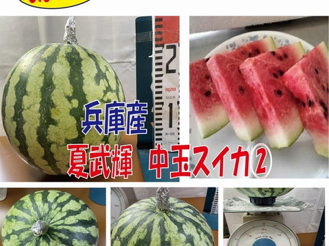【最短発送】兵庫産夏武輝 中玉スイカ4500ｇ