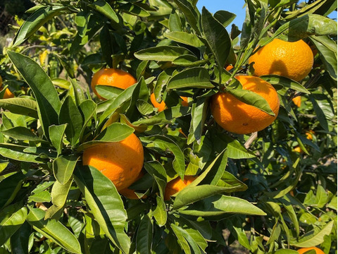 【農薬不使用の自然栽培】みかん5kg（箱込み)