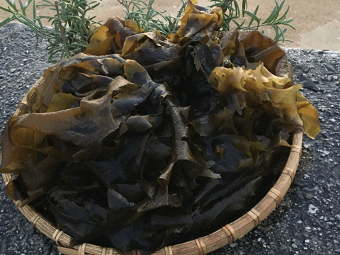 れいさん専用 新（生）ワカメ　3㎏