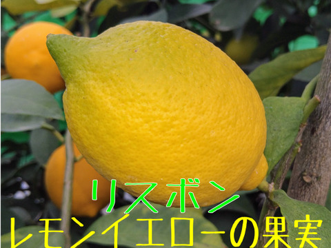 食べ比べ！木熟『猪苗代檸檬』３種各２玉計６玉