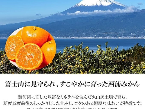 太陽と潮風が育てた、甘みあふれる！西浦みかん 【寿太郎9キロ箱込】訳ありみかん 寿太郎みかん 静岡県産 【3月上旬までの季節限定品！】