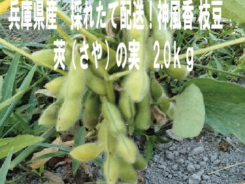 兵庫県産 神風香　枝豆 ・新鮮！採れたて配送！莢(さや)の実 2kg