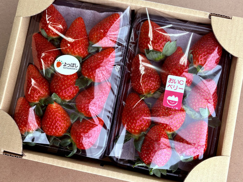 【おまかせ食べ比べ】平詰めDX1箱2パックやよいひめ•よつぼし•おいCベリーから、採れたての新鮮ないちごを2品種、サイズおまかせでお届け！甘さ、味の違いを楽しんで！