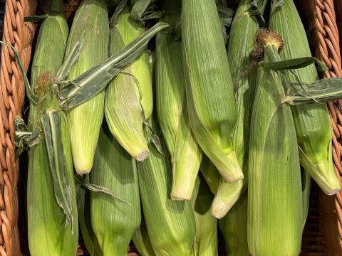 早朝収穫！　スイートコーンカクテル　とうもろこしバイカラー　約350g  8本