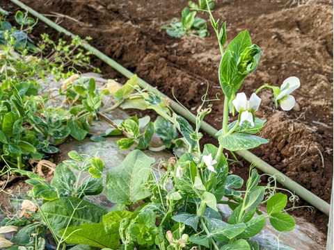＜自然栽培のスナップエンドウ　３００ｇ＞肥料不使用、農薬も不使用、固定種の自家採種で甘々！とにかく美味の≪スナップエンドウ≫を八ヶ岳南麓よりお届します