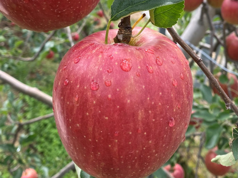 早生りんごの定番人気りんご！つがる（10個から12個）収穫後すぐに発送！
