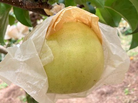 【鳥取県産】なつひめ　梨　約5kg