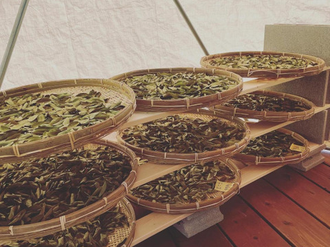 ブルーベリーの葉のハーブティー【ネイテイブアメリカンの伝統茶】　（35g）　※まとめ買い対応