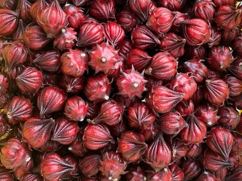 laNui labo.　肥のあけぼの+ローゼルシロップ150㎖/本×1本　🍊デコポン発祥の地・不知火町より