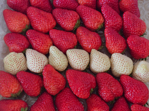 紅白いちご【紅ほっぺ×天使のいちご　サイズ混合セット】1㎏