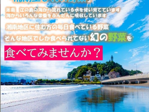 神奈川県産　茎ブロッコリー（スティックセニョール）