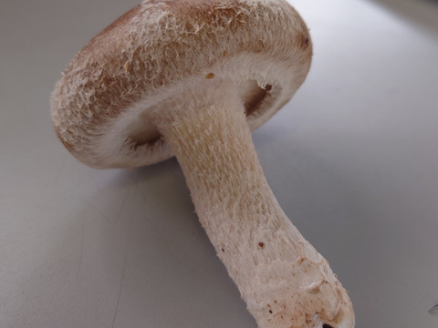 いわゆる普通品です。 800g
(肉厚は程よく大きさも程よい!)
the普通って感じです!