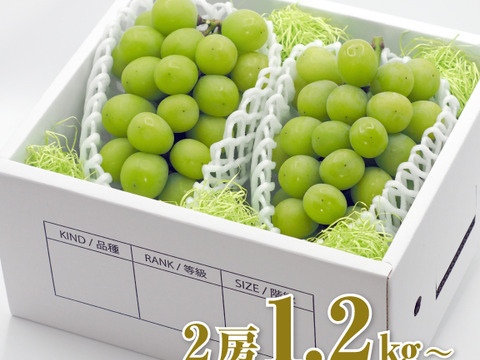 【ギフト】樹上完熟シャインマスカット1.1㎏（秀品）