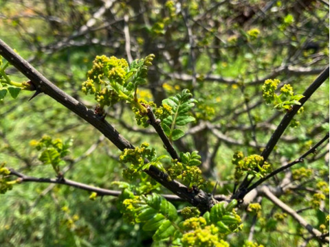 【春の香り】花山椒/はなさんしょう/天然/高級山菜/100g【4/8~4/10発送】【冷蔵便】