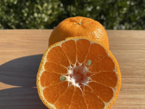 旨味良し、香り良しの完熟ポンカン（約５kg）