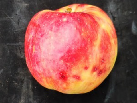 栽培期間中肥料・農薬を使っていないリンゴ「未希ライフ」約３キロ（６〜10個）
少量のためなくなり次第終了