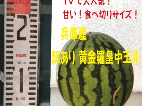 兵庫産 訳あり 黄金羅皇　TVで大人気　中玉スイカ1玉　ご家庭用④