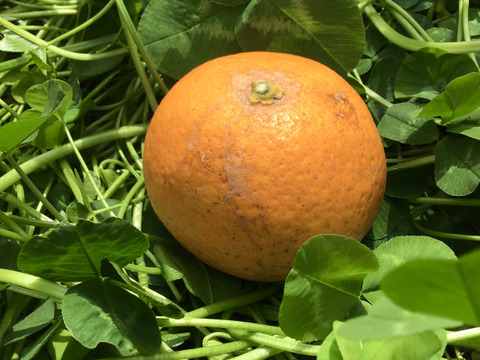 採れたてお届け！清見オレンジ1kg&爽やか八朔1kgセット【農薬不使用】