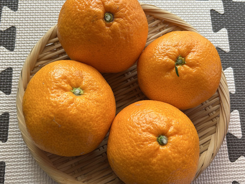 有田みかん【大玉】8kg（箱込）
