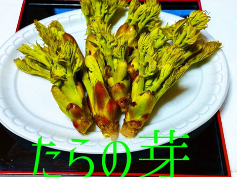 《朝採り　新鮮》ハリギリとタラの芽セット