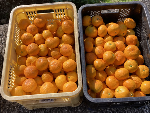 食べたらやみつき　甘くておいしい　『ゆら早生みかん』　10kg