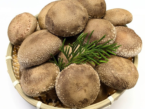 【贈答用】兵庫県産生しいたけ　「しいたけ小町」　たっぷり650ｇ