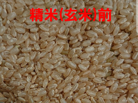令和5年産 高知県産 新米コシヒカリ 玄米25㎏(袋込み)：高知県産のお米