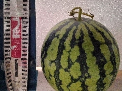 兵庫産 黄金羅王　TVで大人気　中玉スイカ1玉　ご家庭用①