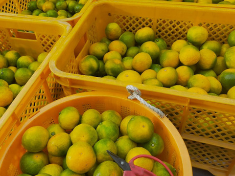 有田みかん【ゆら早生】中玉サイズ　5kg（箱込）